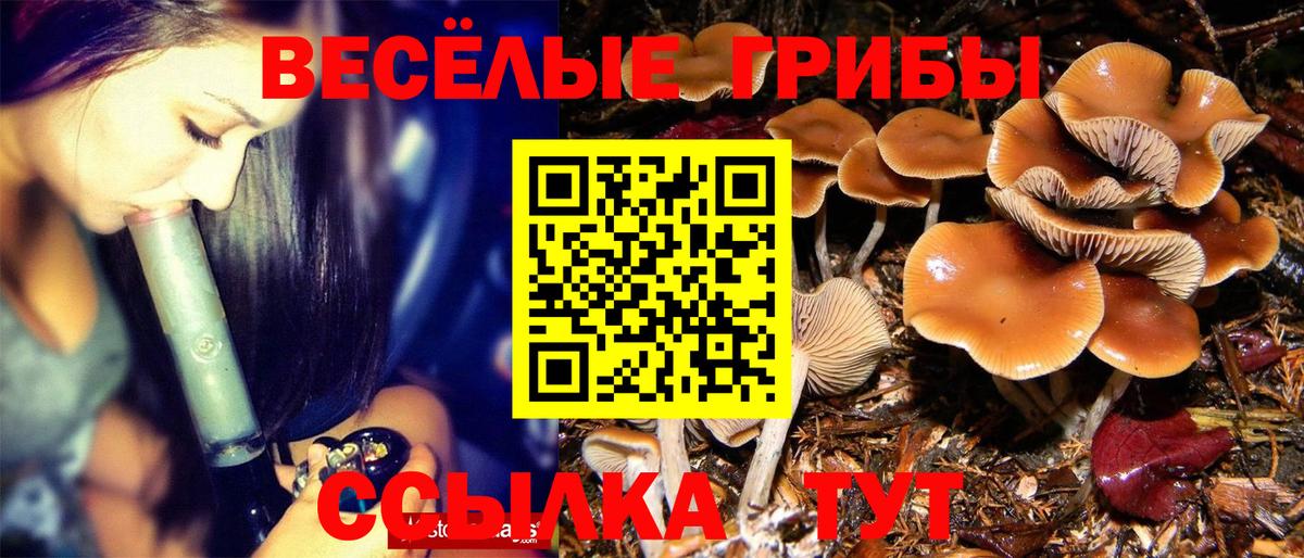 Галлюциногенные грибы Psilocybe Кыштым